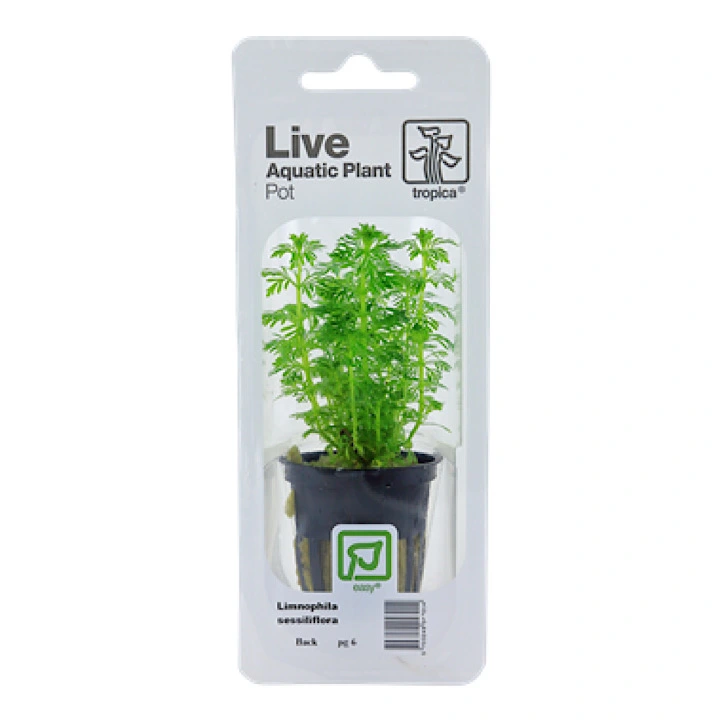 Tropica PCS Pot Limnophila sessiliflora x 3